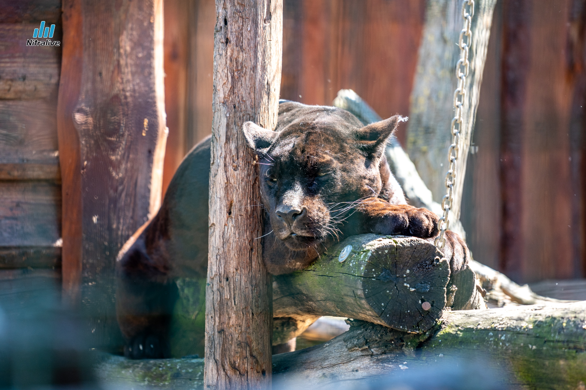 Panthera park, zoo