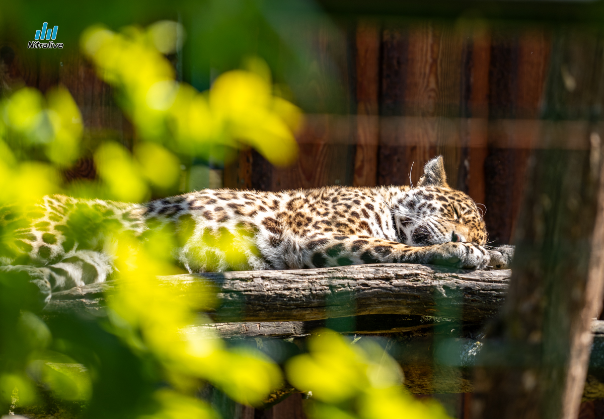 Panthera park, zoo