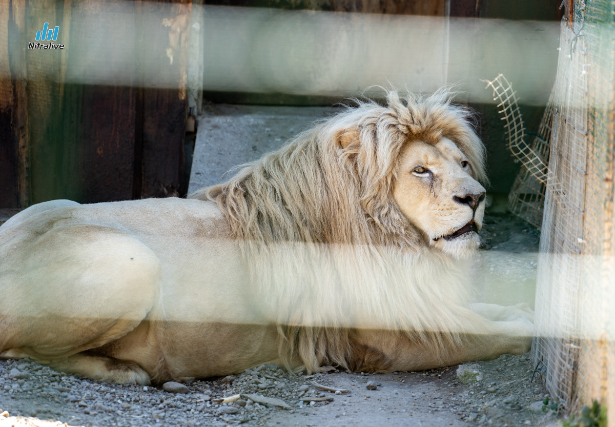 Panthera park, zoo