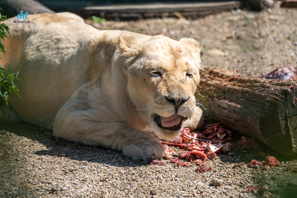 Panthera park, zoo