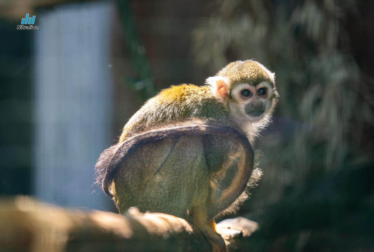 Panthera park, zoo