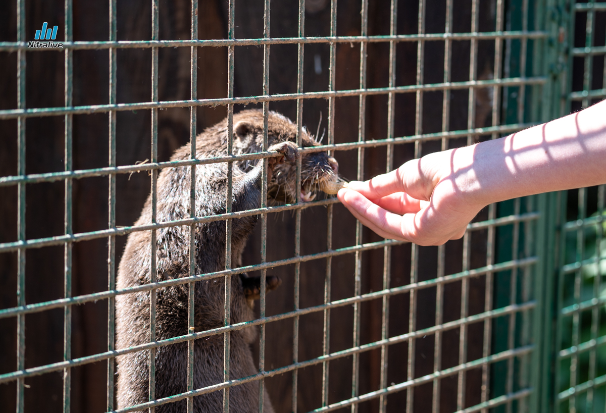 Panthera park, zoo