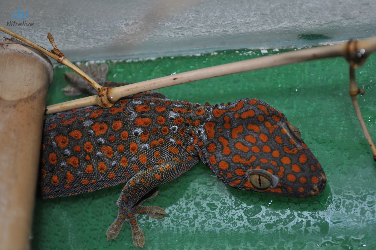 Gekko gecko vo Viváriu SPU Nitra