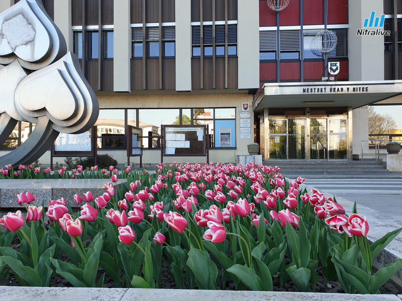 Tulipány pred Mestským úradom v Nitre